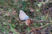 Polyommatus icarus