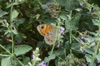 Lasiommata maera