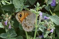 Lasiommata maera