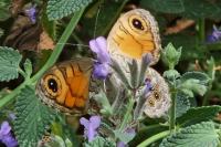 Lasiommata maera