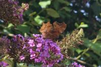 Polygonia c-album