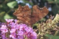 Polygonia c-album
