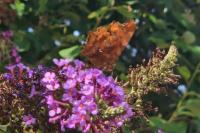 Polygonia c-album