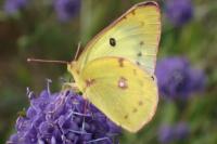 Colias alfacariensis