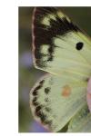 Colias alfacariensis