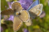 Polyommatus icarus