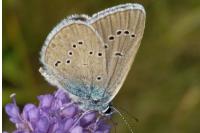 Cyaniris semiargus
