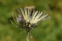 Iphiclides podalirius