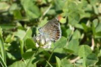 Polyommatus icarus