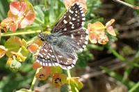 Pyrgus malvae