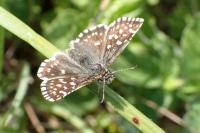 Pyrgus malvae
