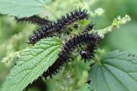 Araschnia levana