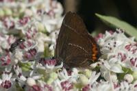 Satyrium w-album