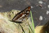 Apatura iris