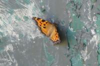 Nymphalis polychloros