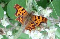 Polygonia c-album