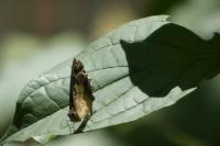 Pararge aegeria