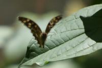 Pararge aegeria