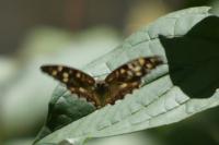 Pararge aegeria