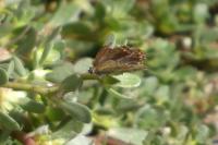Polyommatus icarus