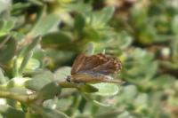 Polyommatus icarus