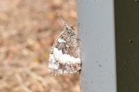 Brintesia circe