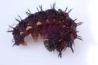 Vanessa atalanta