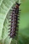 Araschnia levana