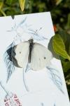 Pieris rapae