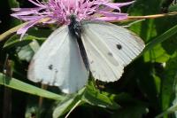 Pieris rapae