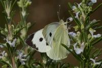 Pieris brassicae