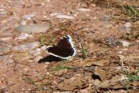 Nymphalis antiopa
