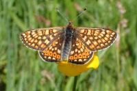 Euphydryas aurinia aurinia