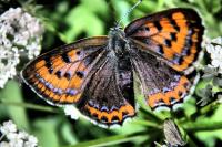 Lycaena helle perretei