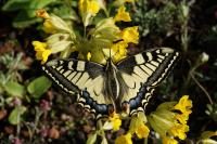 Papilio machaon