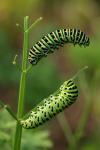 Papilio machaon