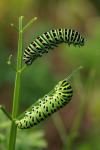 Papilio machaon