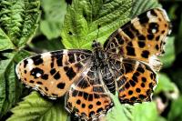 Araschnia levana