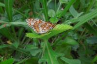 Euphydryas aurinia aurinia