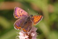 Lycaena helle perretei