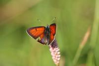 Lycaena hippothoe