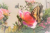 Papilio machaon