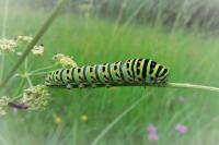 Papilio machaon