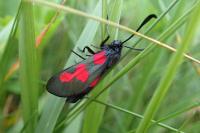 Zygaena trifolii