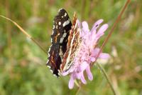Araschnia levana