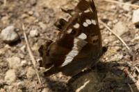 Apatura iris