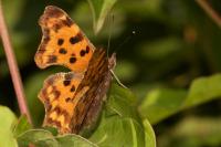 Polygonia c-album