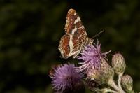 Araschnia levana
