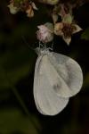 Leptidea sinapis/juvernica