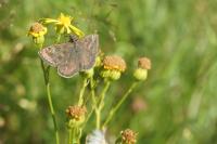 Erynnis tages
